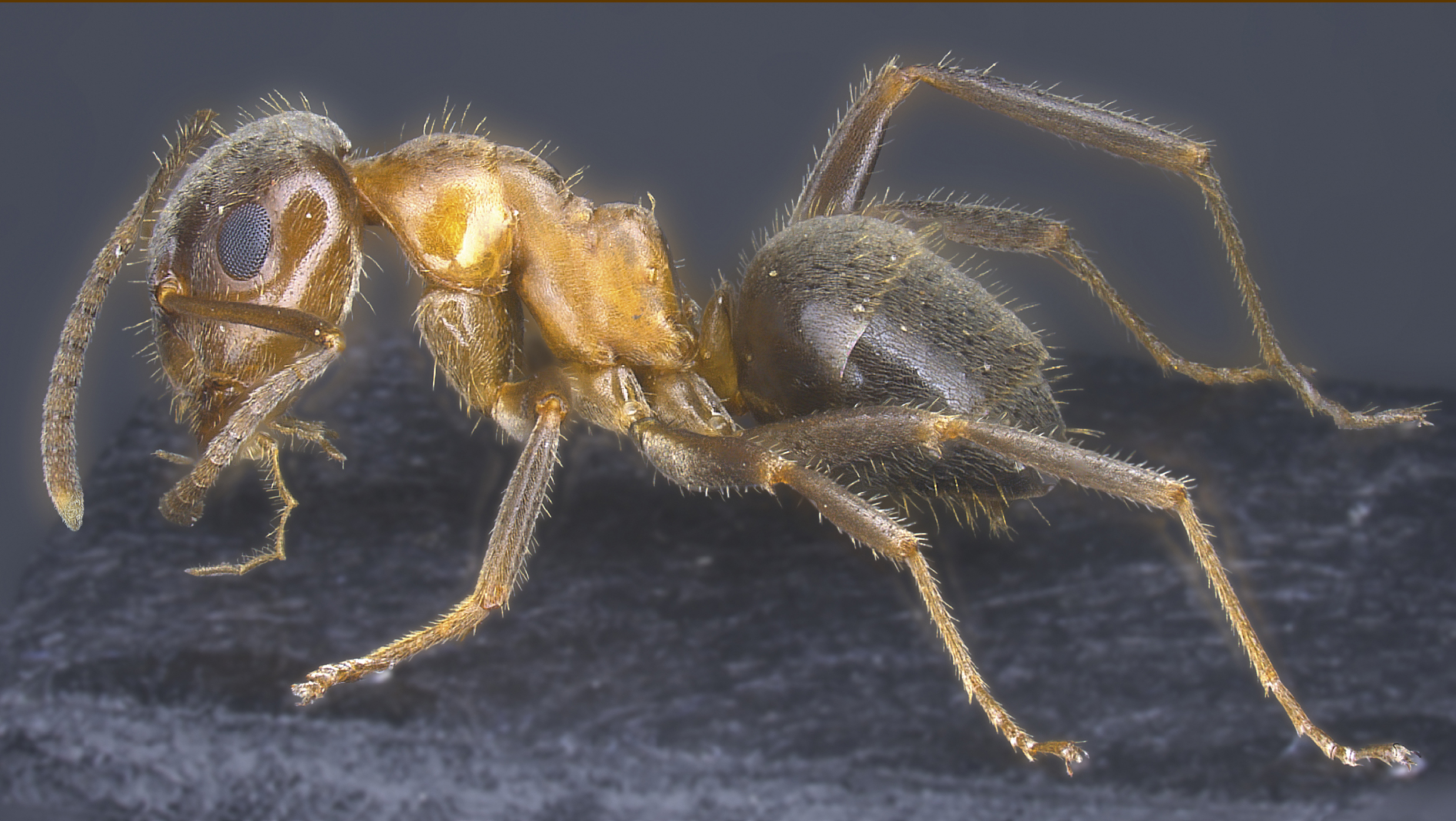 photo: R. Schultz: Lateral view of a worker of Lasius emarginatus, showing a light reddish mesosoma and reddish brown head and a rather high propodeal dome