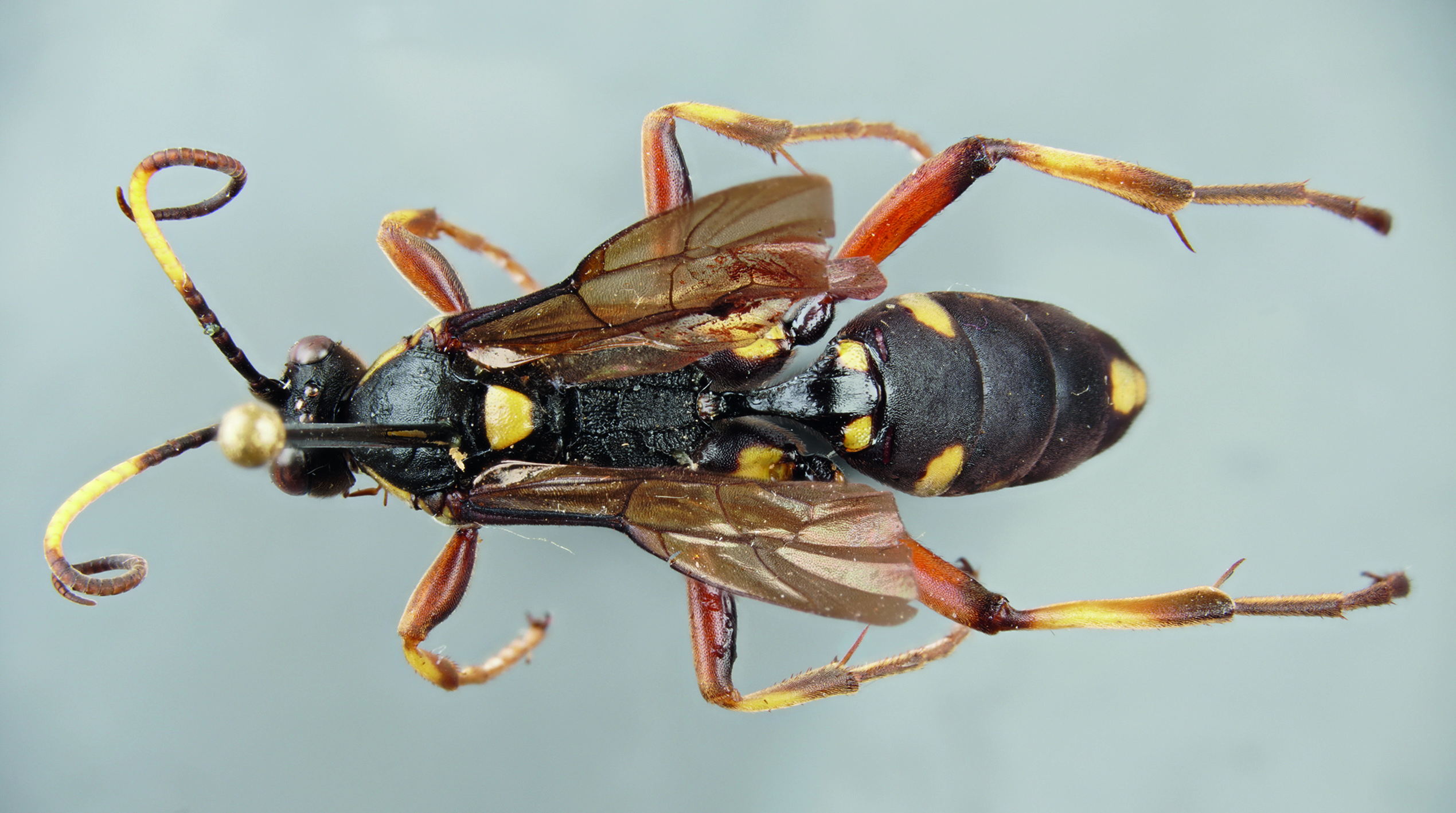 Foto: M. Riedel: <i>Ichneumon flavocoxalis</i> spec. nov. ♀